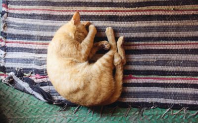 What makes a cat cranky?