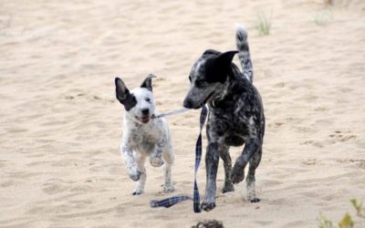 10 ingredients for good pet wellbeing
