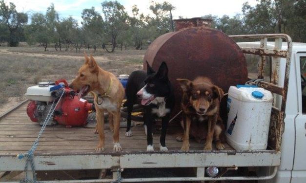 Di Ridge relies on 3 working dogs to run their sheep station