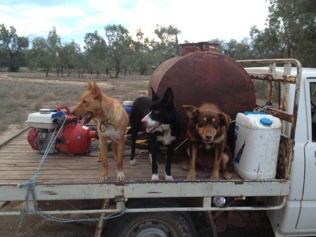Di Ridge relies on 3 working dogs to run their sheep station
