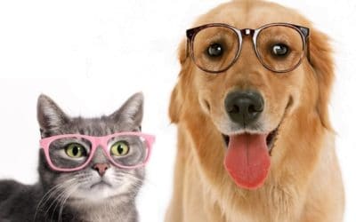 11 tips for senior pets to keep them healthy and happy