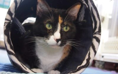 Kitty adoption 10 things to consider