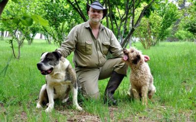 Truffle farming with working dogs Bear and Lani