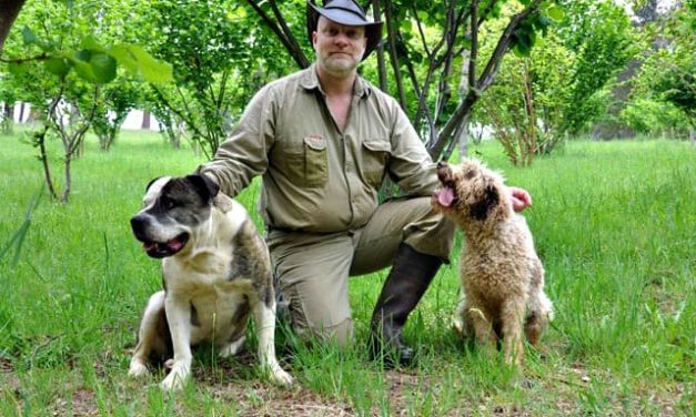 Truffle farming with working dogs Bear and Lani