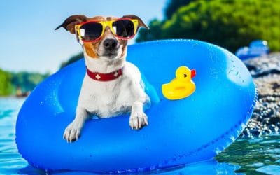 Keep pets cool and safe in summer