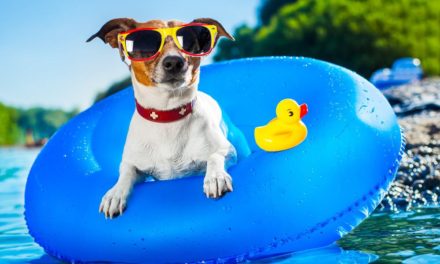 Keep pets cool and safe in summer