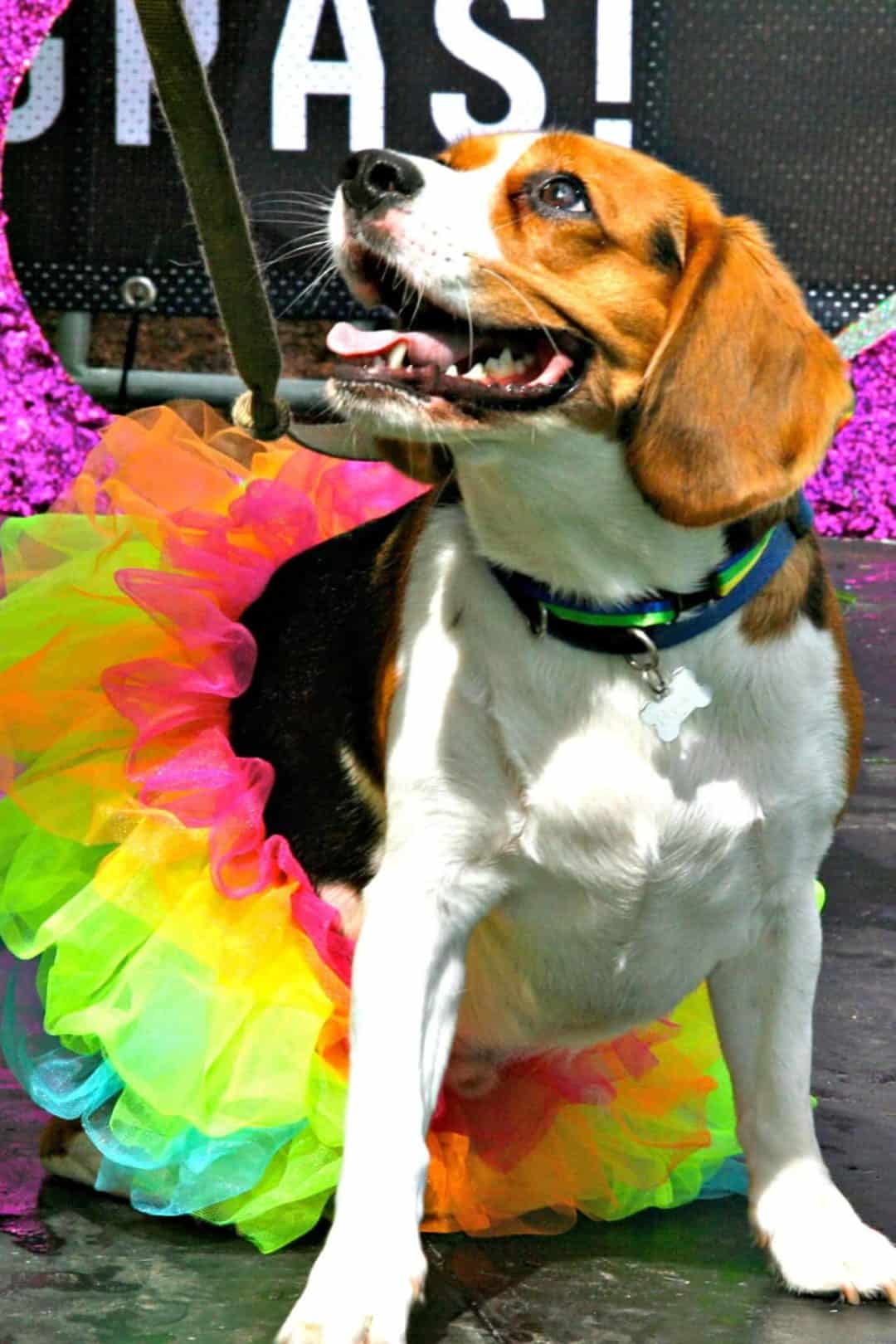 fox 8 mardi gras pets