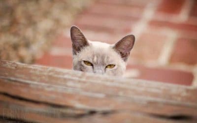 How to search for a lost cat
