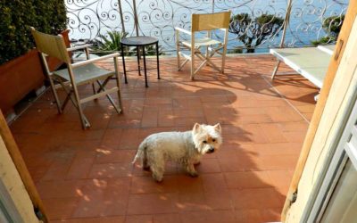 Belinda Fagan’s helpful hints for moving overseas with pets