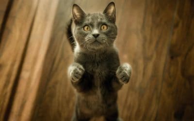 Know the signs of pet stress