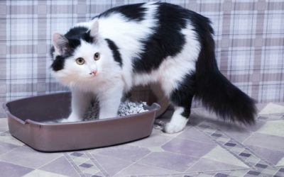 Tips to prevent cat litter box problems