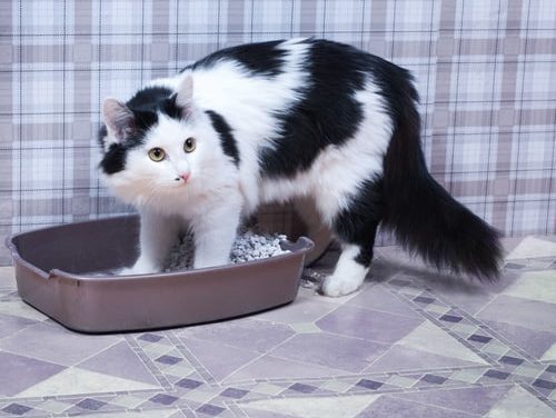 Tips to prevent cat litter box problems