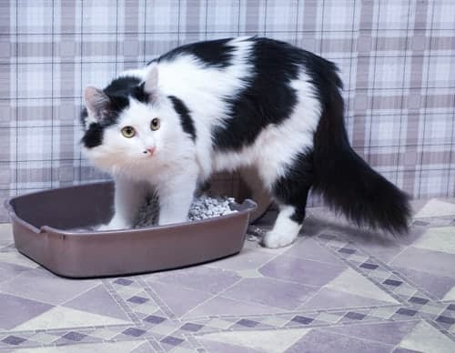 Tips to prevent cat litter box problems