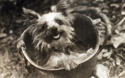 Smoky the War Dog and Australia’s first therapy dog