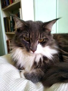 One of Susannah Fullerton's Maine Coon cats called Pearl