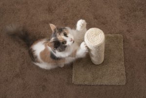 What to look for in scratching posts for cats