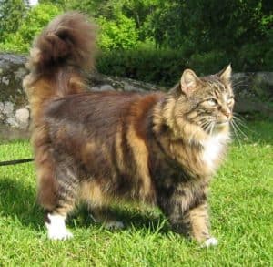 Cats and dogs in quarantine. Photo of Norwegian Forest Cat. Photo: Carl-John Aberger on sv.wikipedia