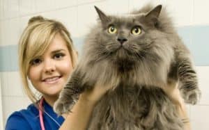 Pet obesity. Image of Maverick, a 10.2kg cat