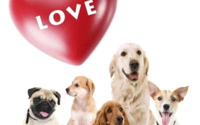 Spoil your pets on Valentine’s Day