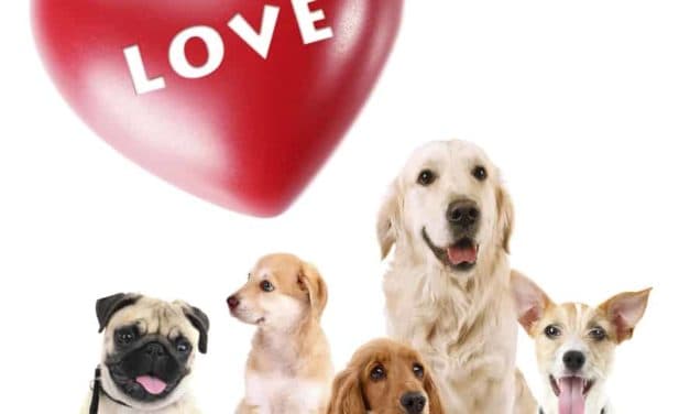 Spoil your pets on Valentine’s Day