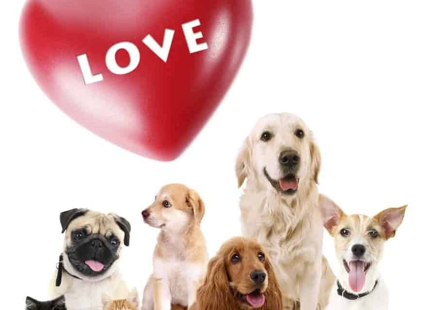 Spoil your pets on Valentine’s Day