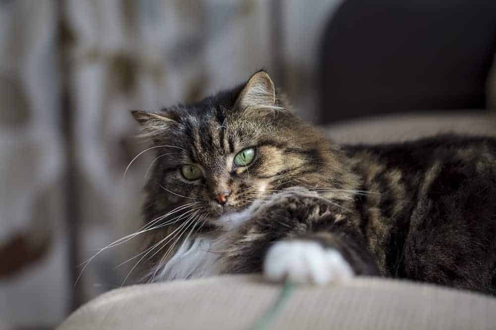 Easy way to train a cat to use a scratching post Pets4Life Dog Training