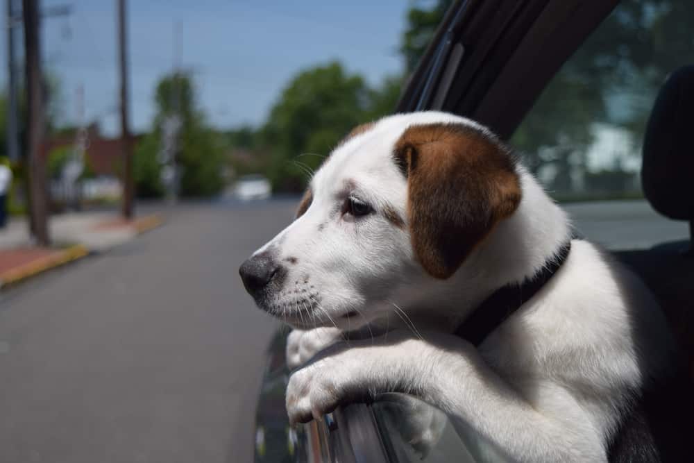 Heat stroke in dogs the signs and what to do
