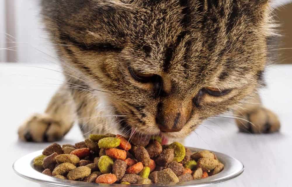 What important to Cats and their food?