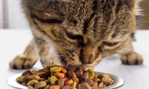 What important to Cats and their food?