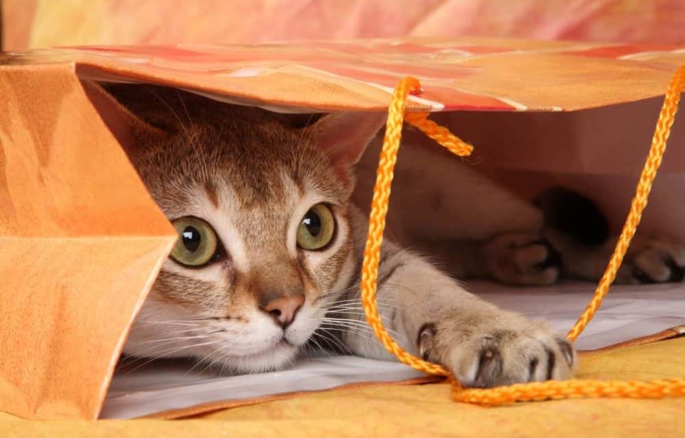 6 simple tips to keep an indoor cat entertained