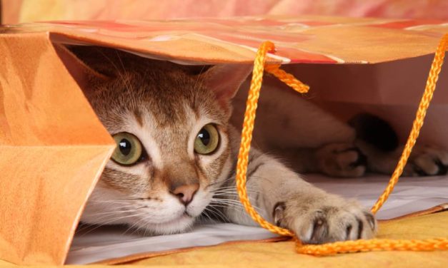 6 simple tips to keep an indoor cat entertained
