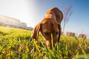 Why dogs eat poo