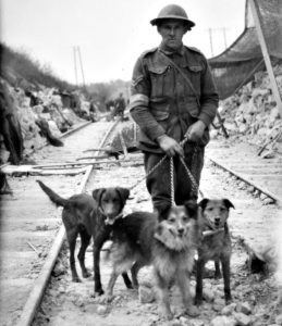 WW1 Animals honoured in France. Photo: AWAMO