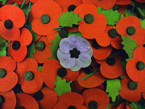 Commemorate animals of war with a purple poppy, visit www.purplepoppies.com.au