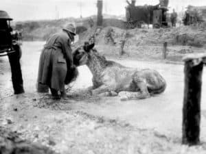 WW1 animals honoured in France