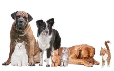 Review of pet insurance by CHOICE – beware of terms & conditions!