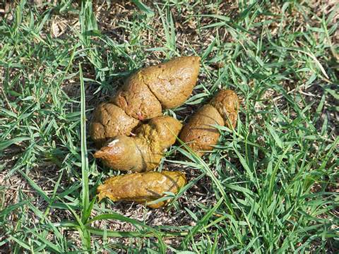 tapeworm in dog poo - Pets4Life