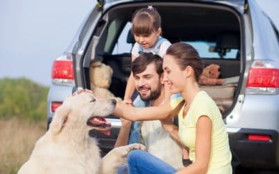 Top tips for car travel with dogs
