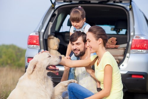Top tips for car travel with dogs