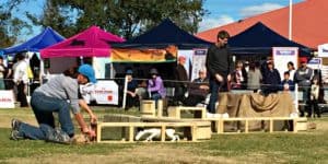 Earthdog demonstration at 2016 Dogs NSW Show