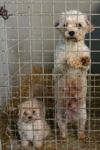 It' time for an Australian Independent Office of Animal Welfare