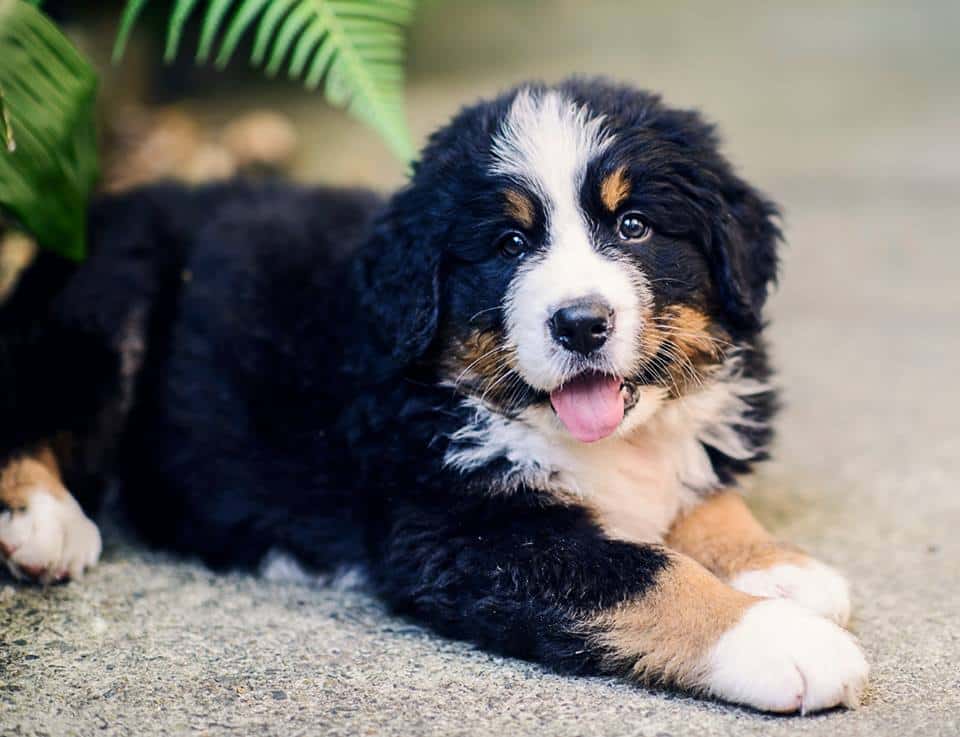 Life with a Bernese Mountain Dog - Pets4Life Dog Training