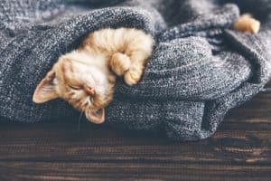 11 tips on how to care for cats in winter