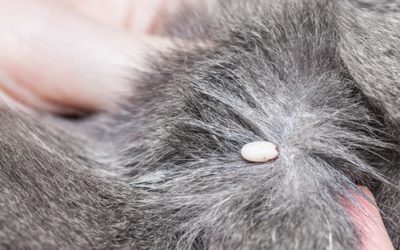 Tick and flea protection over winter