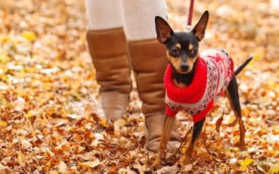 How to care for dogs in winter