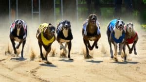 NSW Greyhound racing to be shut down