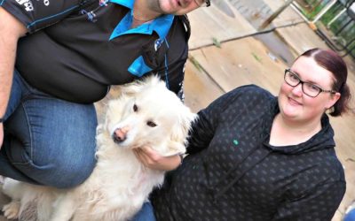 Living with a Malamute epileptic dog