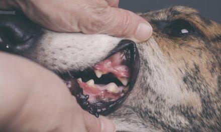Pet Dental Health Month 2022: Five things you should know about your pet’s teeth