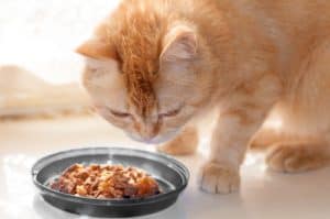 CHOICE cat food nutrient test