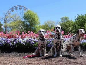 Canberra Floriade Dog's Day Out 2016